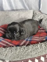 Gabe, a male Shih Tzu for sale in Orwell, OH – 3 of 3