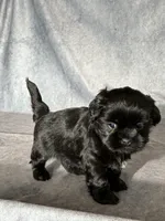 Jet, a male Shih Tzu for sale in Orwell, OH – 2 of 4