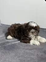 Bruno, a male Shih Tzu for sale in Orwell, OH – Photo 2 of 3