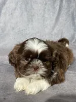 Bruno, a male Shih Tzu for sale in Orwell, OH – Photo 1 of 3