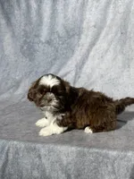 Bruno, a male Shih Tzu for sale in Orwell, OH – Photo 3 of 3