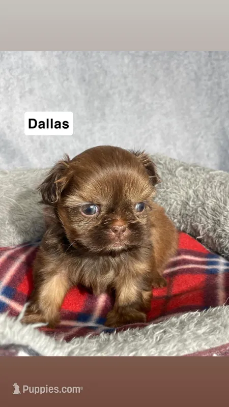 Dallas – Shih Tzu puppy for sale in Orwell, OH