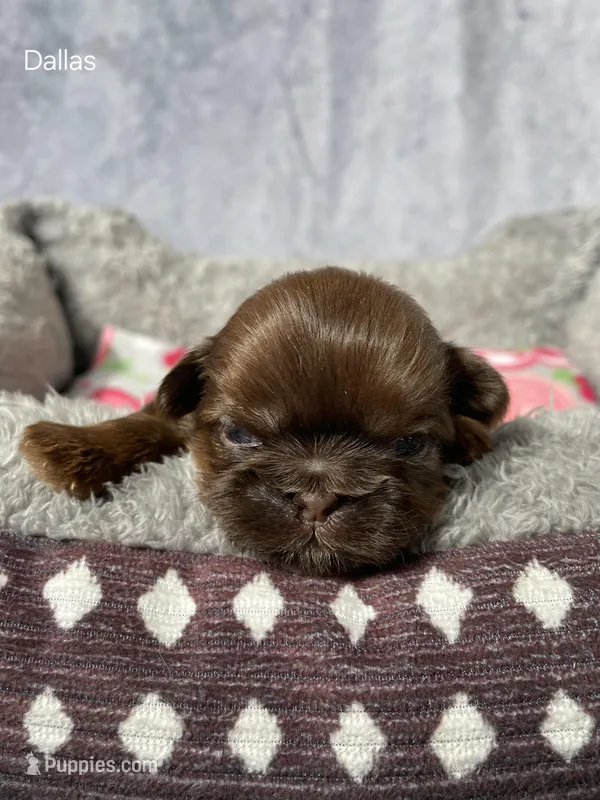 Dallas – Shih Tzu puppy for sale in Orwell, OH