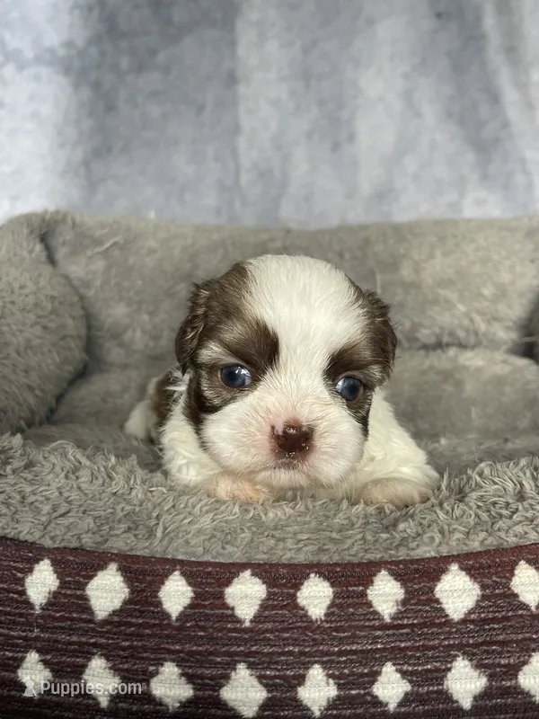 Hanna – Shih Tzu puppy for sale in Orwell, OH