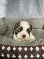 Hanna, a female Shih Tzu for sale in Orwell, OH – 1 of 3