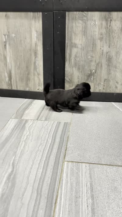 Joy, a female Shih Tzu for sale in Orwell, OH – 4 of 4