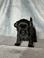 Jack, a male Shih Tzu for sale in Orwell, OH – 2 of 4