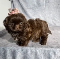 Ira, a female Shih Tzu for sale in Orwell, OH – 2 of 3