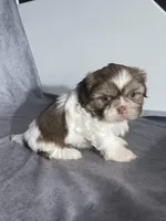 Charlie , a male Shih Tzu for sale in Orwell, OH – Photo 2 of 3