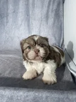 Charlie , a male Shih Tzu for sale in Orwell, OH – Photo 1 of 3