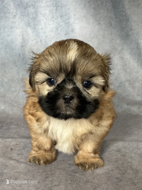 Leo (AKC) – Shih Tzu puppy for sale in Orwell, OH