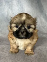 Leo (AKC), a male Shih Tzu for sale in Orwell, OH – 1 of 4