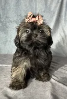 Juliet, a female Shih Tzu for sale in Orwell, OH – 4 of 5