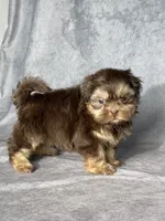 Hank, a male Shih Tzu for sale in Orwell, OH – 4 of 4