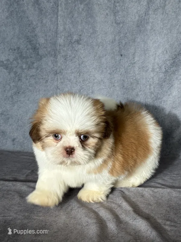 Kai (AKC) – Shih Tzu puppy for sale in Orwell, OH