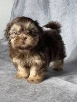 Hank, a male Shih Tzu for sale in Orwell, OH – 2 of 4