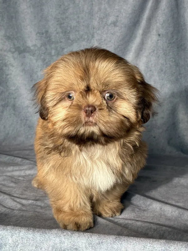 Oscar – Shih Tzu puppy for sale in Orwell, OH