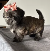 Jenny, a female Shih Tzu for sale in Orwell, OH – 3 of 4