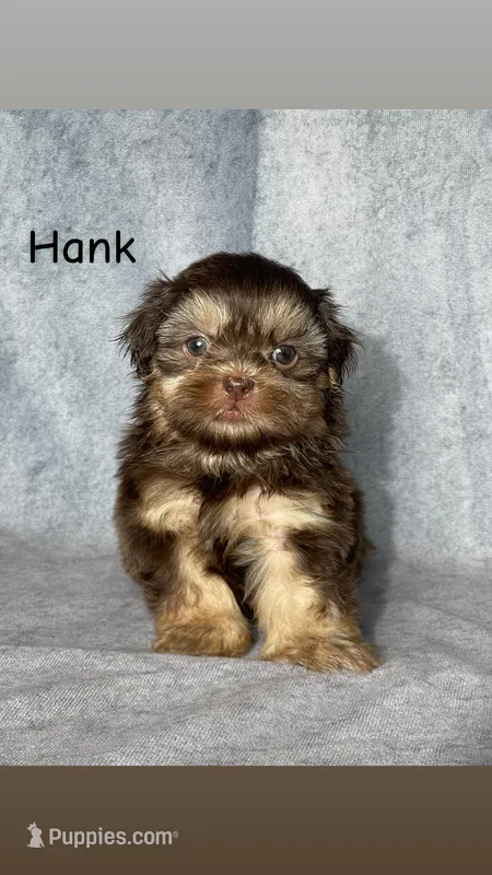 Hank – Shih Tzu puppy for sale in Orwell, OH
