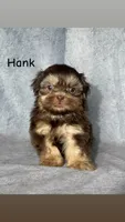 Hank, a male Shih Tzu for sale in Orwell, OH – 1 of 4