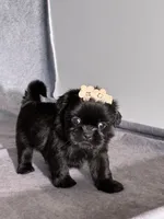 Josie, a female Shih Tzu for sale in Orwell, OH – 3 of 3