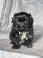 Hutch, a male Shih Tzu for sale in Orwell, OH – 4 of 4