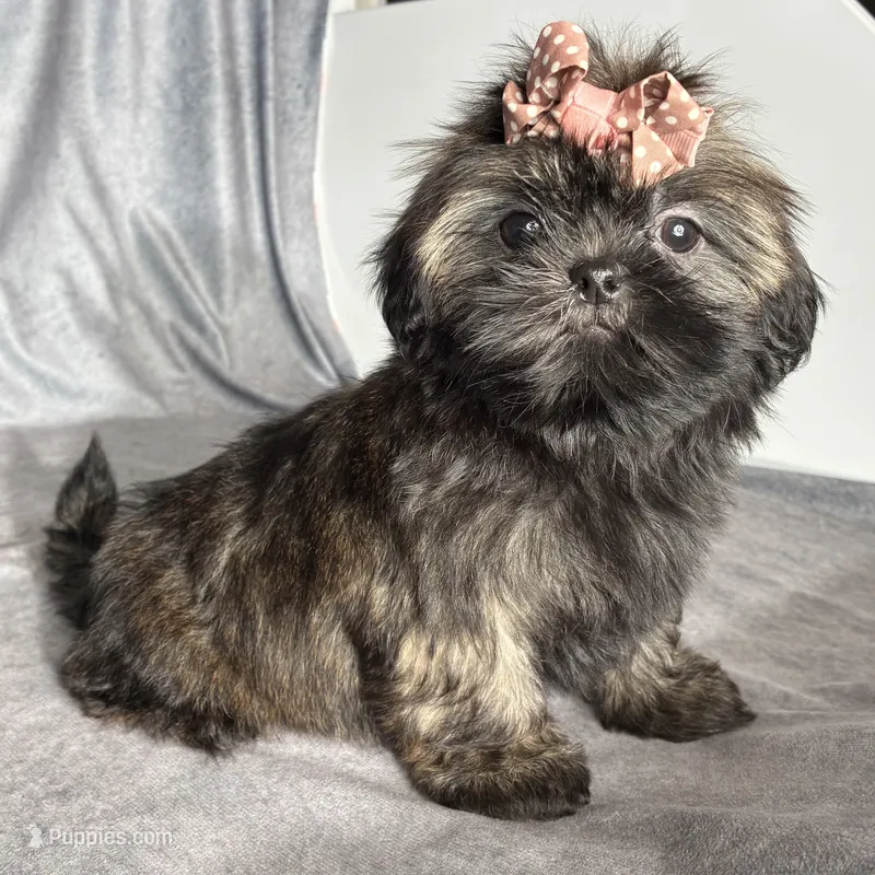 Juliet – Shih Tzu puppy for sale in Orwell, OH