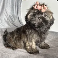 Juliet, a female Shih Tzu for sale in Orwell, OH – 1 of 5