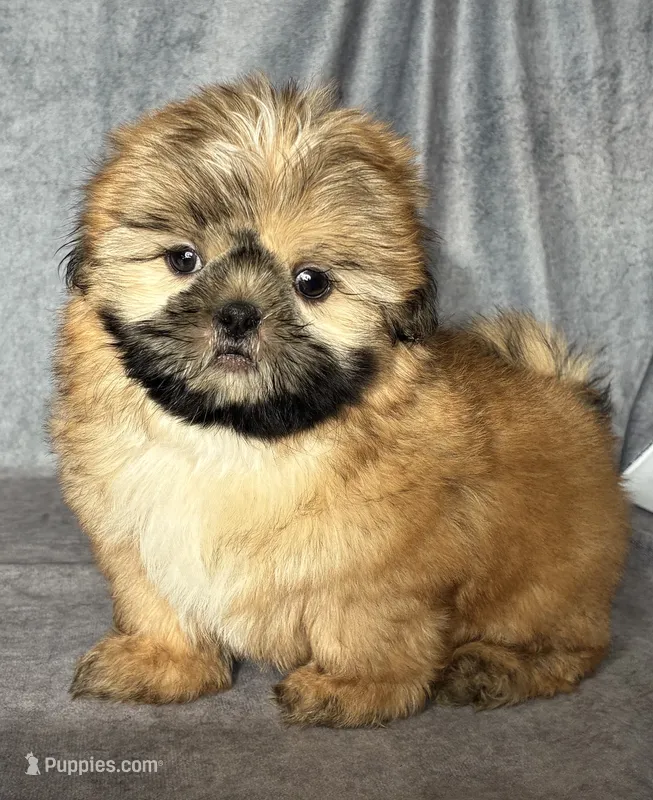 Leo (AKC) – Shih Tzu puppy for sale in Orwell, OH