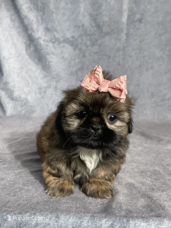 Ivy – Shih Tzu puppy for sale in Orwell, OH