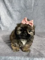 Ivy, a female Shih Tzu for sale in Orwell, OH – 1 of 4