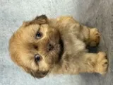 Kota – Shih Tzu puppy for sale in Orwell, OH