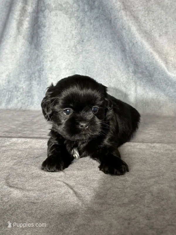 Jet – Shih Tzu puppy for sale in Orwell, OH
