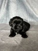 Jet, a male Shih Tzu for sale in Orwell, OH – 1 of 4