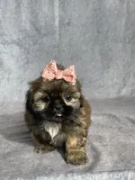 Ivy, a female Shih Tzu for sale in Orwell, OH – 3 of 4