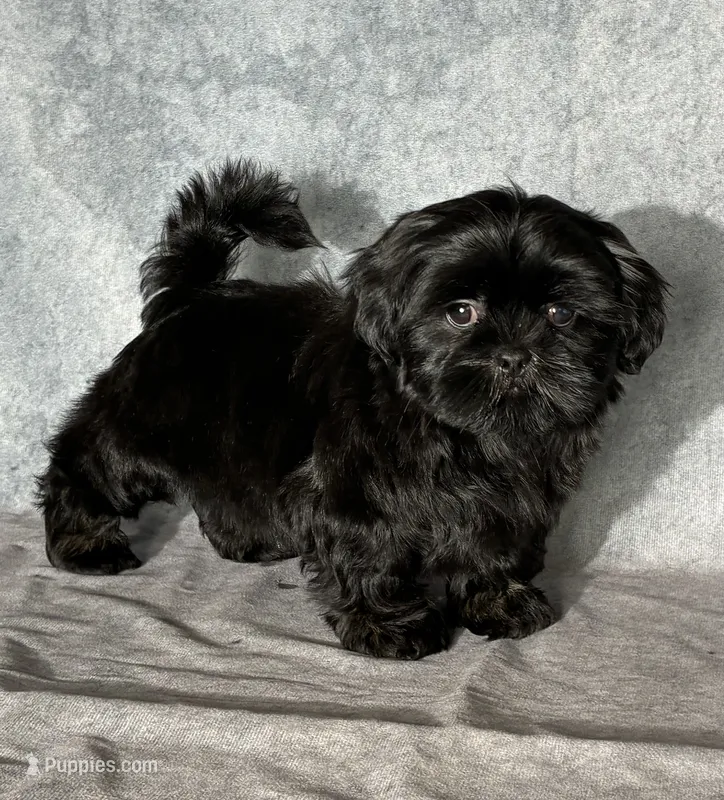 Jack – Shih Tzu puppy for sale in Orwell, OH