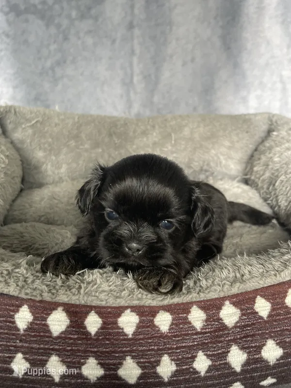 Hutch – Shih Tzu puppy for sale in Orwell, OH