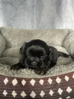 Hutch, a male Shih Tzu for sale in Orwell, OH – 1 of 3
