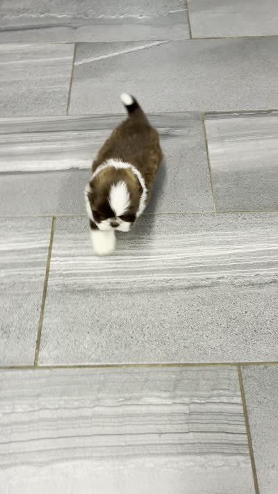 Oliver, a male Shih Tzu for sale in Orwell, OH – 5 of 5