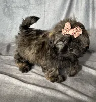 Juliet, a female Shih Tzu for sale in Orwell, OH – 3 of 5