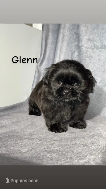 Glenn – Shih Tzu puppy for sale in Orwell, OH