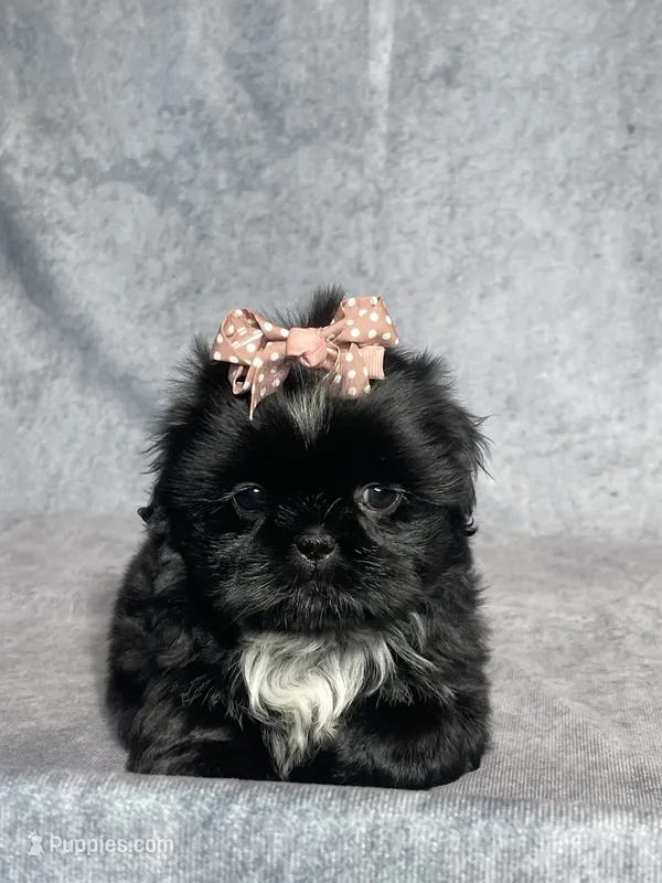 Iris – Shih Tzu puppy for sale in Orwell, OH