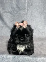 Iris, a female Shih Tzu for sale in Orwell, OH – 1 of 5
