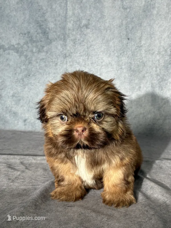 Lee (AKC) – Shih Tzu puppy for sale in Orwell, OH