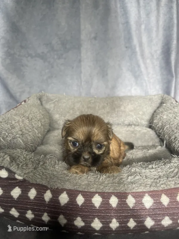 Heidi – Shih Tzu puppy for sale in Orwell, OH