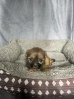 Heidi, a female Shih Tzu for sale in Orwell, OH – 1 of 3