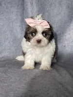 Hanna, a female Shih Tzu for sale in Orwell, OH – 2 of 3