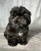 Jet, a male Shih Tzu for sale in Orwell, OH – 2 of 4