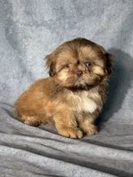 Oscar, a male Shih Tzu for sale in Orwell, OH – 3 of 4