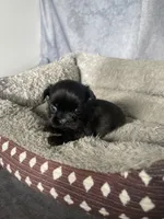 Hunter, a male Shih Tzu for sale in Orwell, OH – 2 of 3